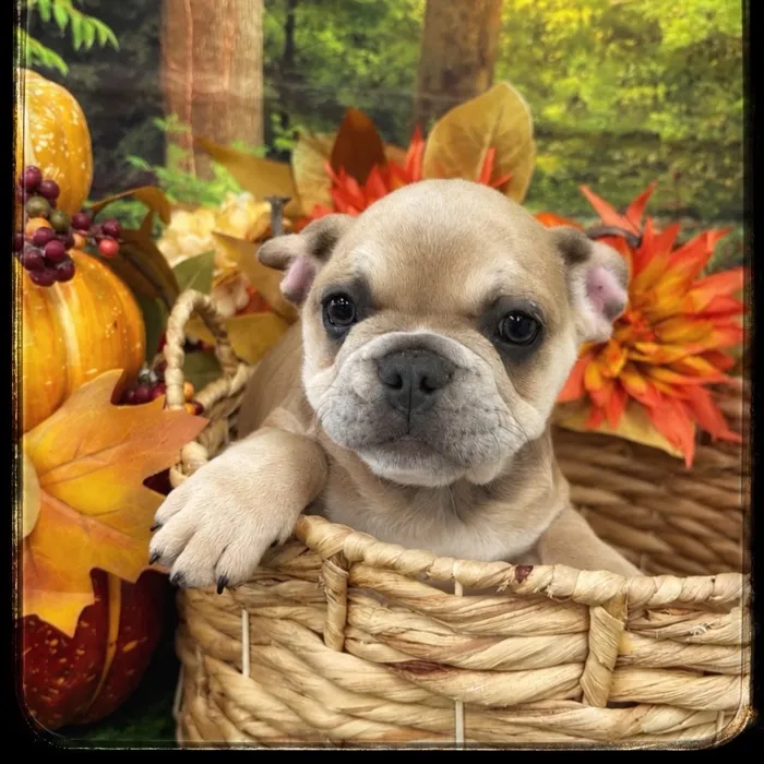Male French Bulldog puppy named Pugsley for sale at Idaho Puppy - Twin Falls.