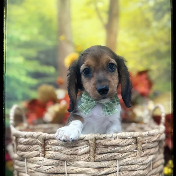 Male Mini Dachshund puppy named Cohen for sale at Idaho Puppy - Coeur d'Alene.