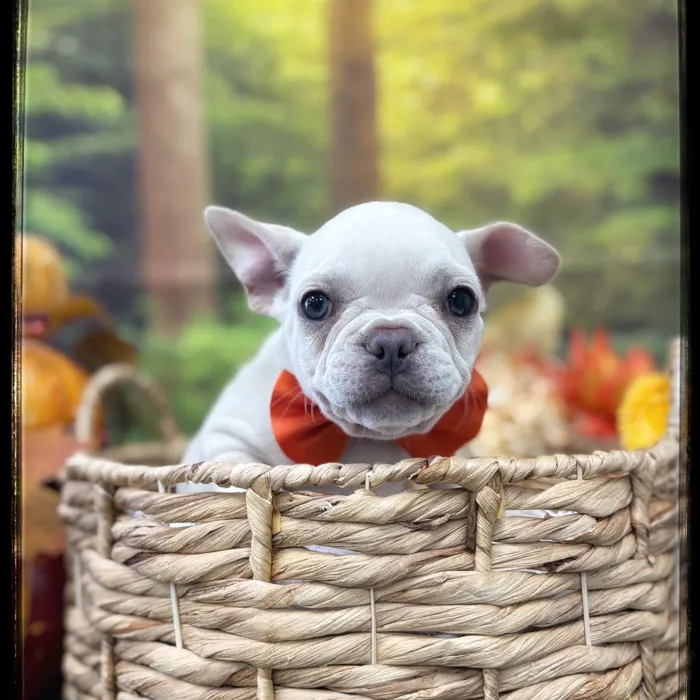 Male French Bulldog puppy named Buster for sale at Idaho Puppy - Nampa.