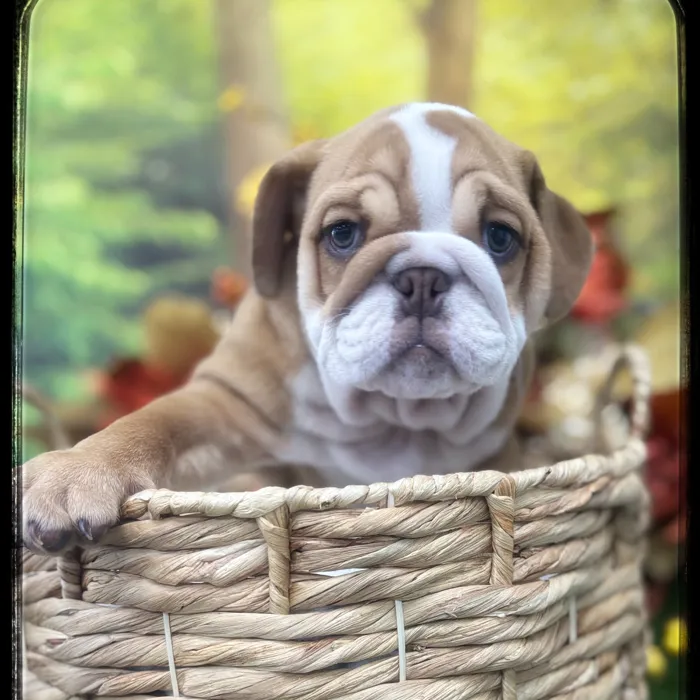 Male English Bulldog puppy named Nitro for sale at Idaho Puppy - Coeur d'Alene.