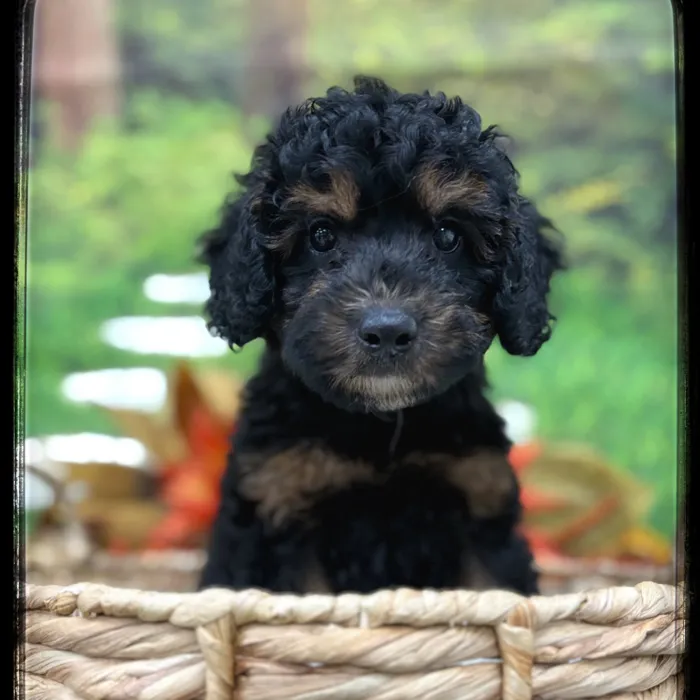 Male Mini Bernedoodle puppy named Smores for sale at Idaho Puppy - Twin Falls.