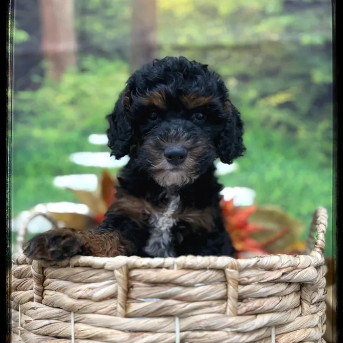 Male Mini Bernedoodle puppy named Fang for sale at Idaho Puppy - Twin Falls.