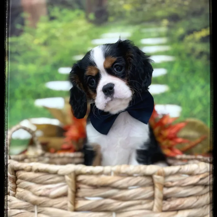 Male Cavalier King Charles Spaniel puppy named Patrick for sale at Idaho Puppy - Nampa.