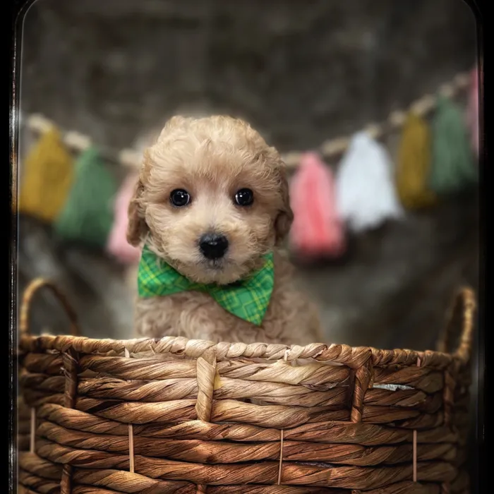Male Mini Goldendoodle puppy named Reed for sale at Idaho Puppy - Coeur d'Alene.