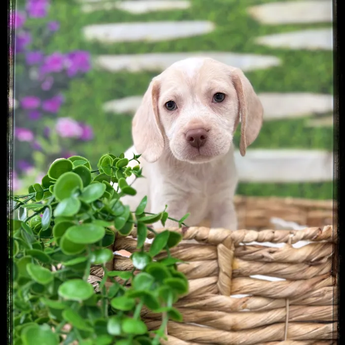 Male Beagle puppy named Sampson for sale at Idaho Puppy - Coeur d'Alene.