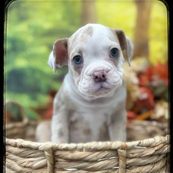 Female Victorian Bulldog puppy named Treat for sale at Idaho Puppy - Twin Falls.
