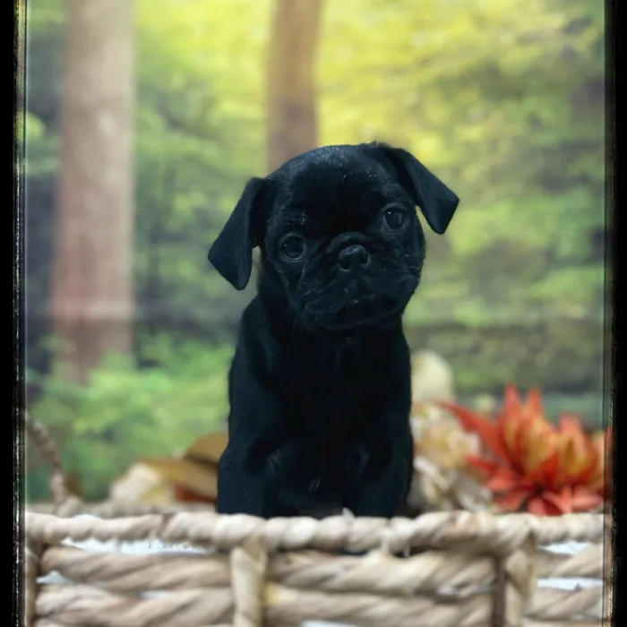 Male Pug puppy named Huff for sale at Idaho Puppy - Nampa.