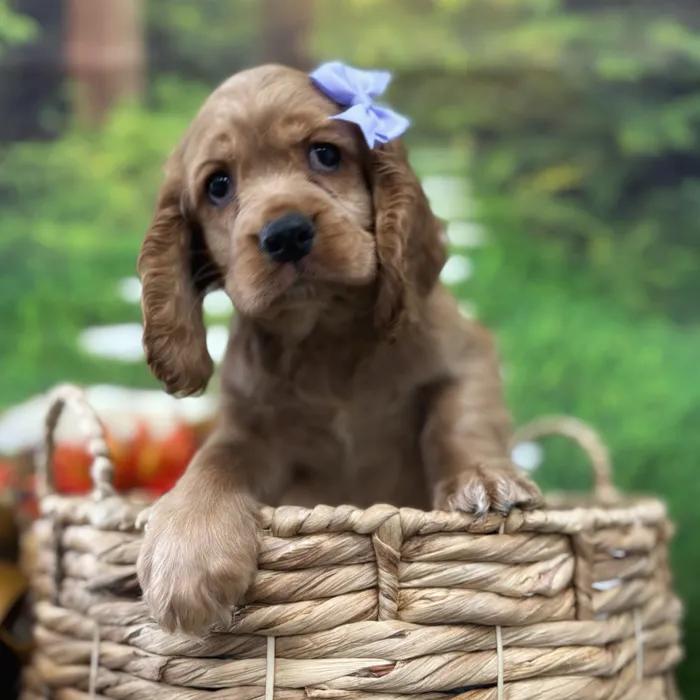 Female Cocker Spaniel puppy named Solstice for sale at Idaho Puppy - Nampa.