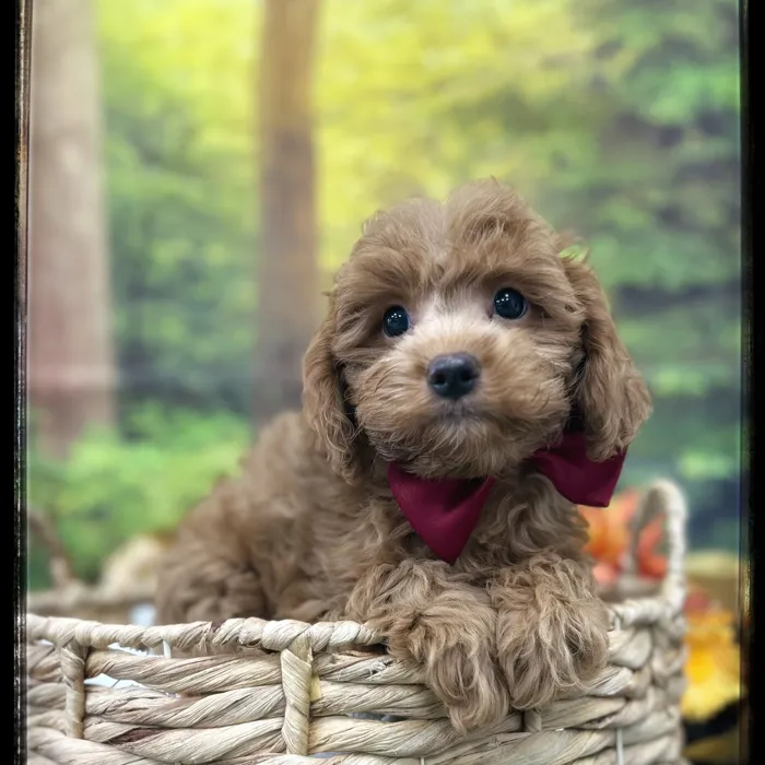 Male Cavapoo puppy named Bodie for sale at Idaho Puppy - Nampa.
