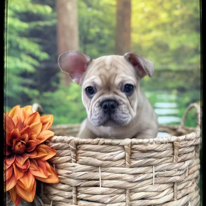 Male French Bulldog puppy named Pumpkin for sale at Idaho Puppy - Nampa.