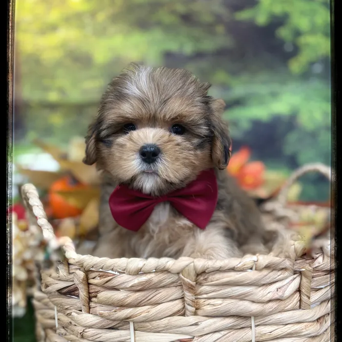 Male Shorkie puppy named Griffin for sale at Idaho Puppy - Coeur d'Alene.