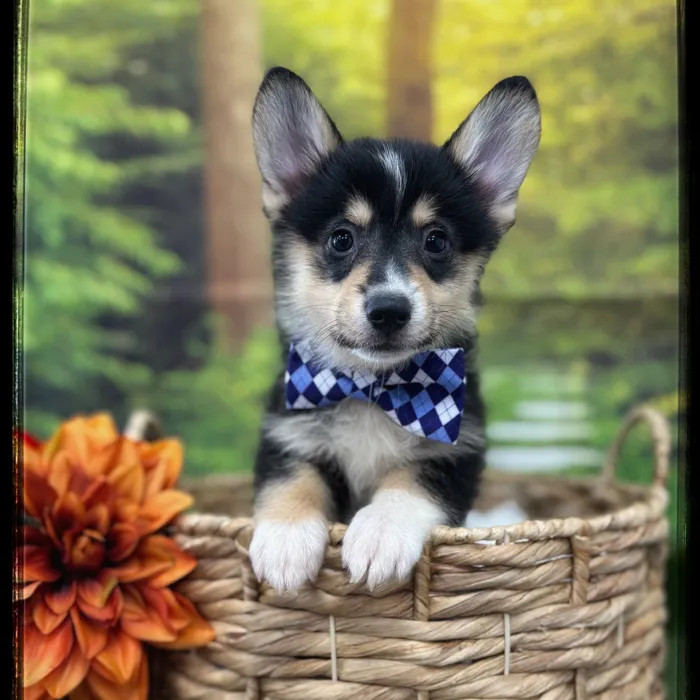 Male Pembroke Welsh Corgi puppy named Franklin for sale at Idaho Puppy - Nampa.