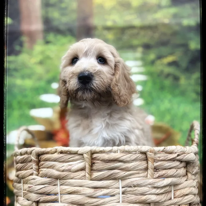 Male Goldendoodle puppy named Duke for sale at Idaho Puppy - Twin Falls.