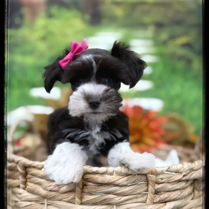 Female Mini Schnauzer puppy named Selena for sale at Idaho Puppy - Nampa.
