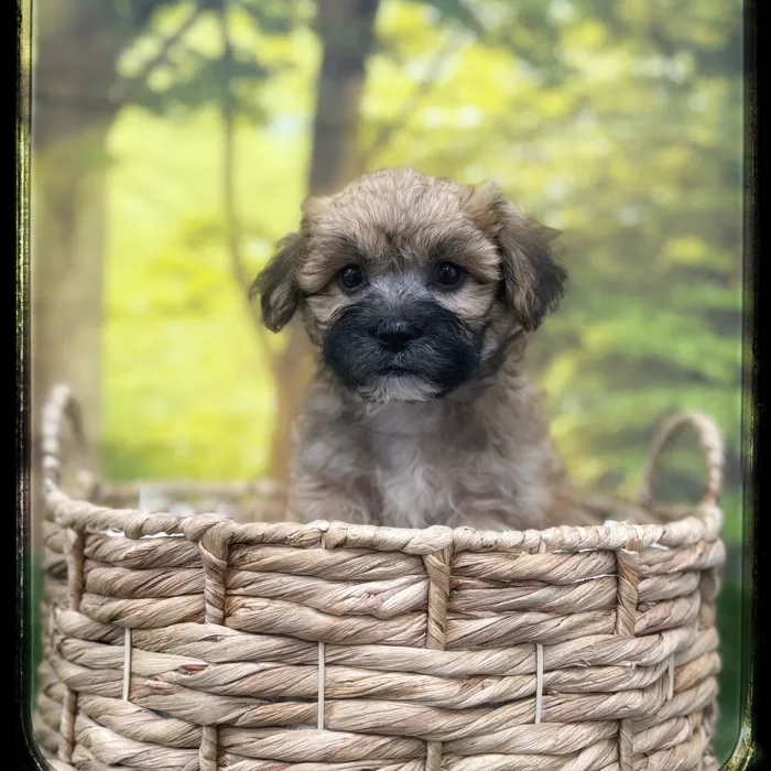 Male Teddy Bear puppy named Hyde for sale at Idaho Puppy - Twin Falls.