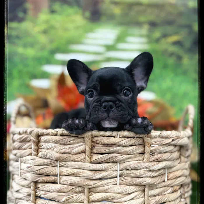 Male French Bulldog puppy named Squash for sale at Idaho Puppy - Twin Falls.