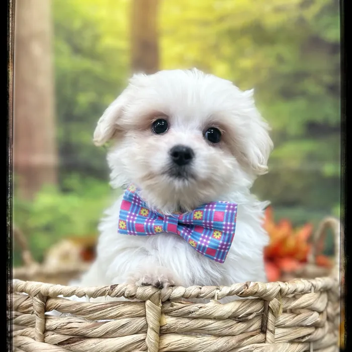 Male Malshi puppy named Boo for sale at Idaho Puppy - Twin Falls.