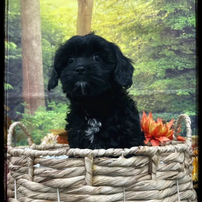 Male Cavapoo-Shipoo puppy named Grover for sale at Idaho Puppy - Nampa.