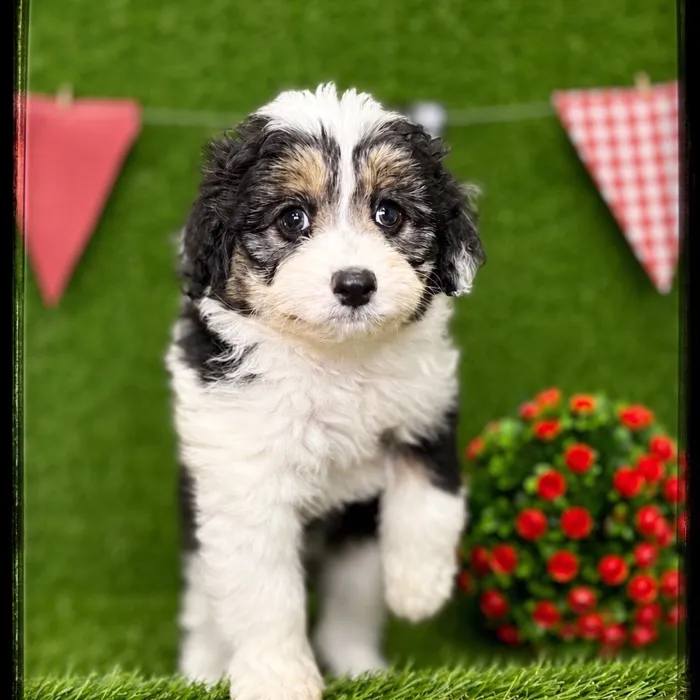 Female Toy Aussiedoodle puppy named Caramel for sale at Idaho Puppy - Coeur d'Alene.