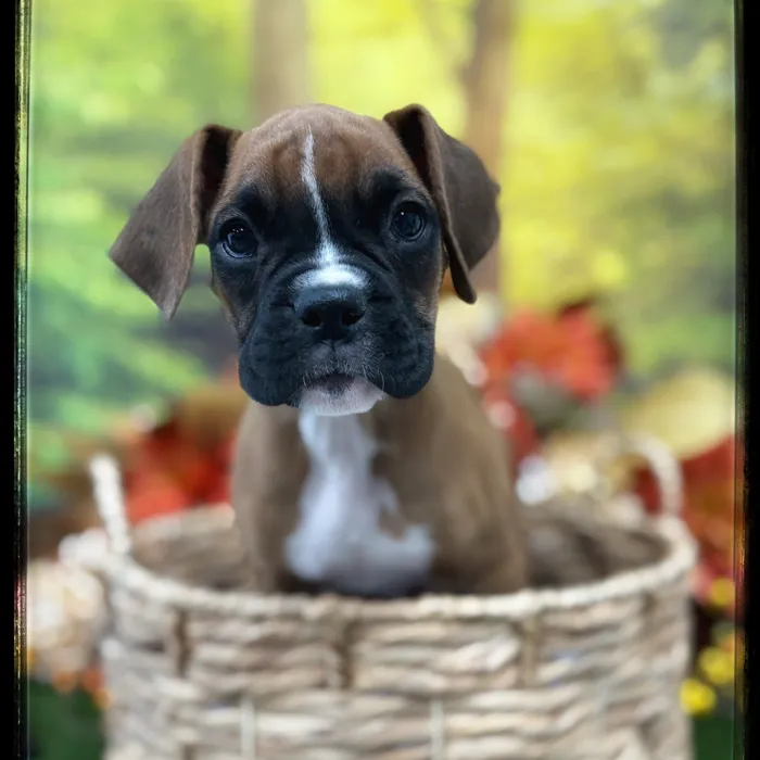 Female Boxer puppy named Trixy for sale at Idaho Puppy - Twin Falls.