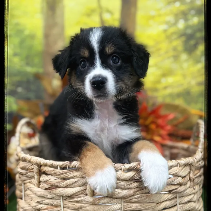 Male Mini Aussie puppy named Sparky for sale at Idaho Puppy - Coeur d'Alene.