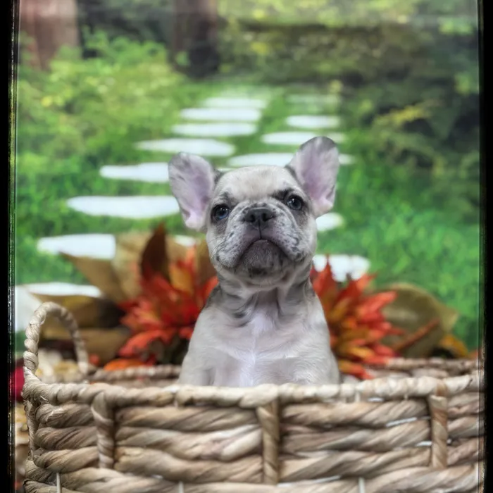 Female Fluffy French Bulldog puppy named Butternut for sale at Idaho Puppy - Twin Falls.