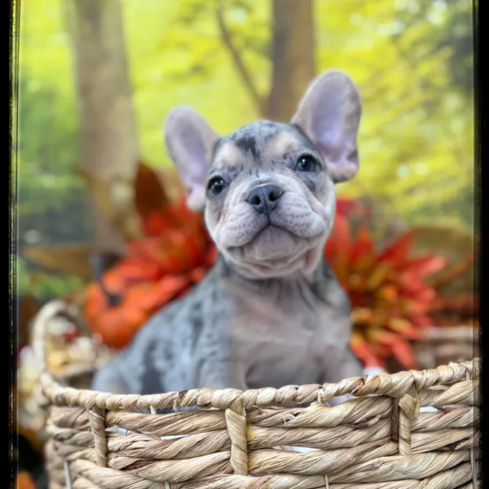 Male French Bulldog puppy named Ozzy for sale at Idaho Puppy - Nampa.