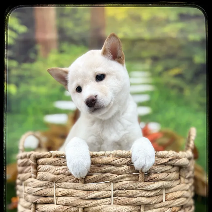 Female Shiba Inu puppy named Lucilla for sale at Idaho Puppy - Twin Falls.