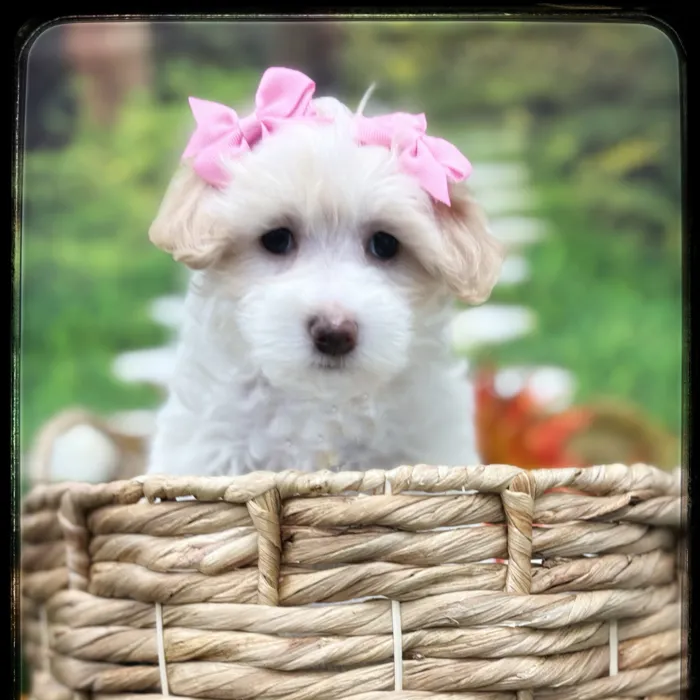Female Maltipoo puppy named Biscuit for sale at Idaho Puppy - Twin Falls.