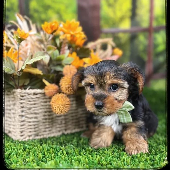 Male Yorkie puppy named Abhi for sale at Idaho Puppy - Twin Falls.