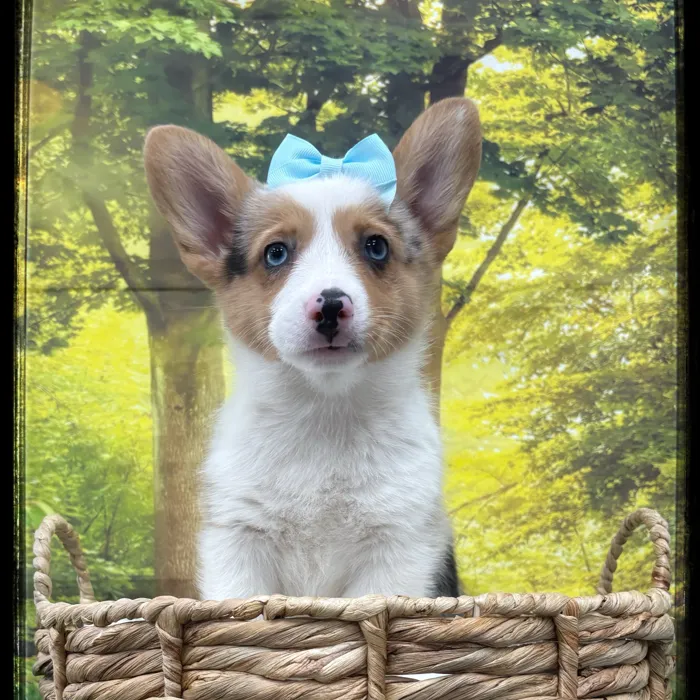 Female Pembroke Welsh Corgi puppy named Buffy for sale at Idaho Puppy - Meridian.