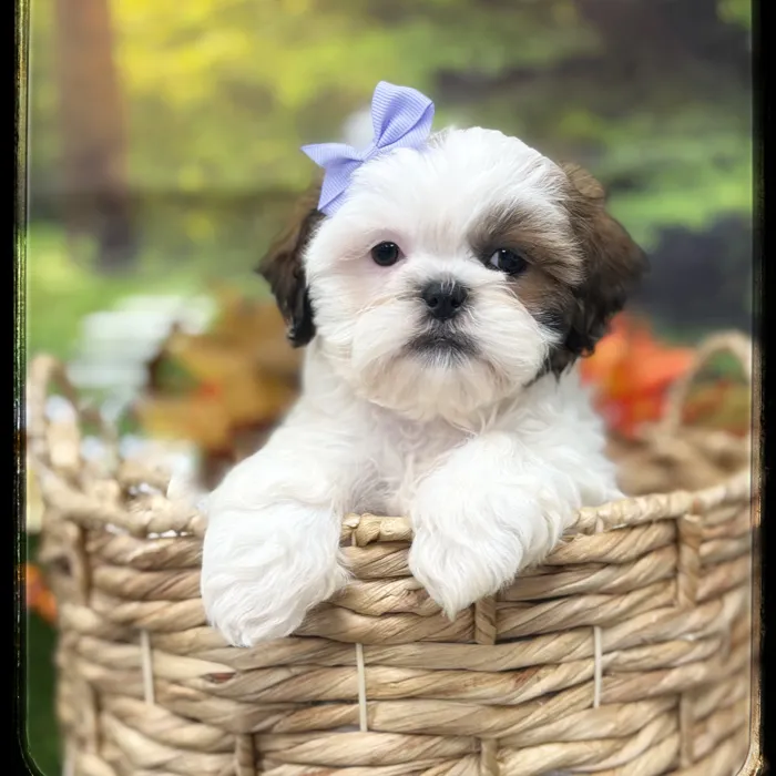 Female Shih Tzu puppy named Sugar for sale at Idaho Puppy - Coeur d'Alene.