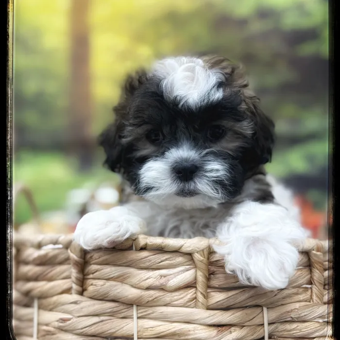 Male Shipoo puppy named Filmore for sale at Idaho Puppy - Nampa.