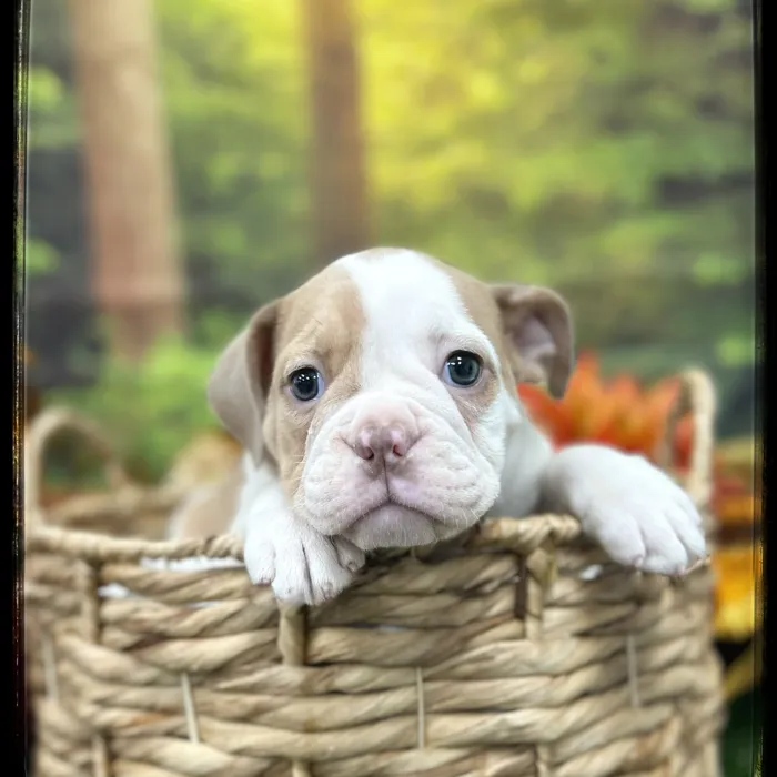 Female Victorian Bulldog puppy named Bea for sale at Idaho Puppy - Coeur d'Alene.