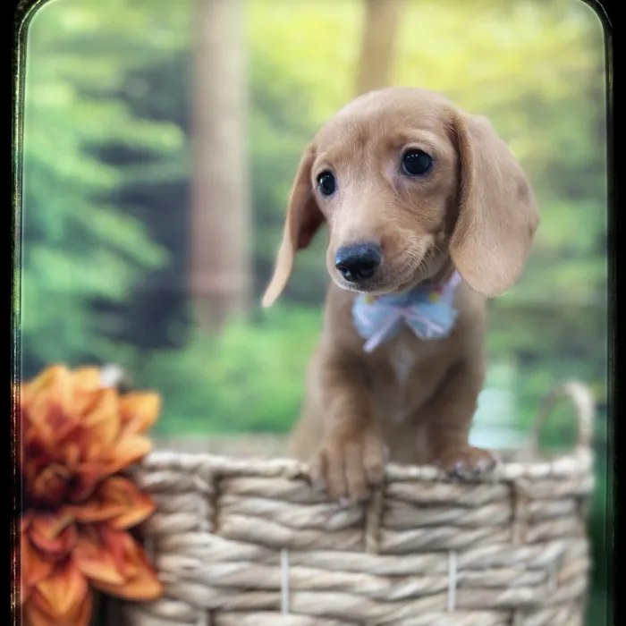 Female Dachshund puppy named Flower for sale at Idaho Puppy - Nampa.