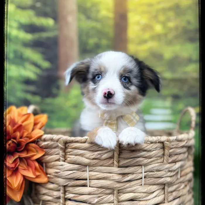 Male Mini Aussie puppy named Boone for sale at Idaho Puppy - Coeur d'Alene.