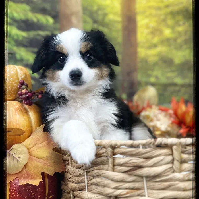 Male Mini Aussie puppy named Dax for sale at Idaho Puppy - Nampa.