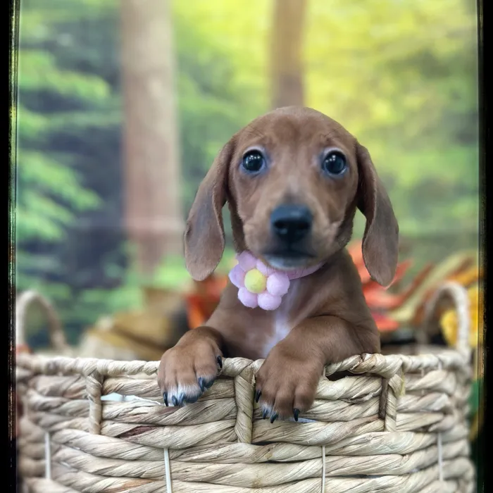 Female Doxie Poo puppy named Pocus for sale at Idaho Puppy - Twin Falls.
