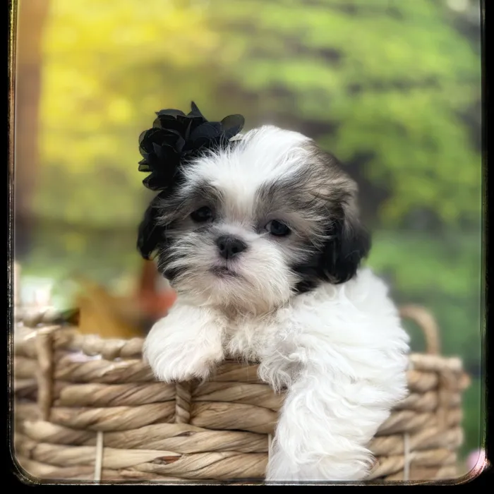 Female Shih Tzu puppy named Poppy for sale at Idaho Puppy - Nampa.