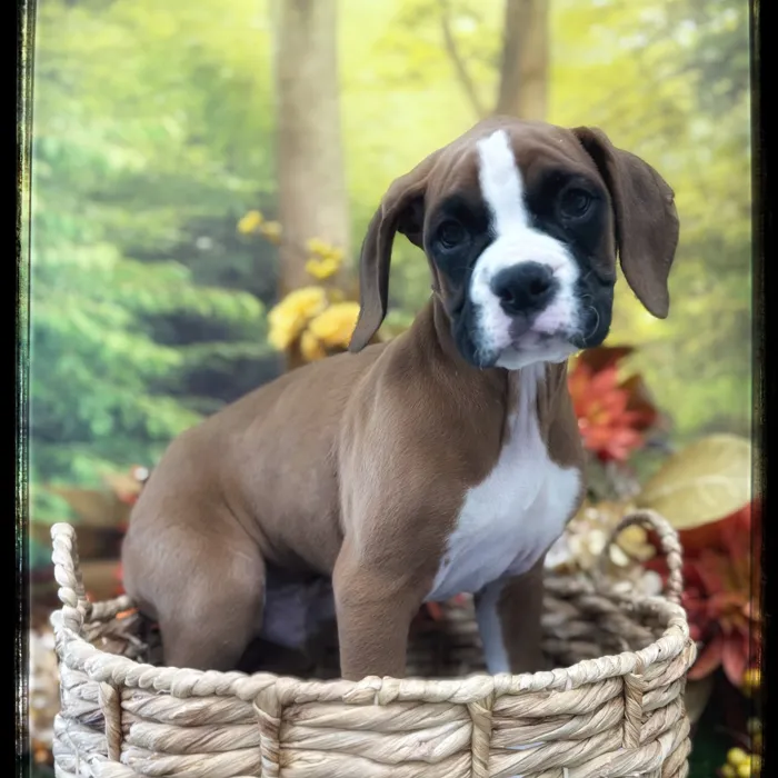 Male Boxer puppy named Charlie for sale at Idaho Puppy - Coeur d'Alene.