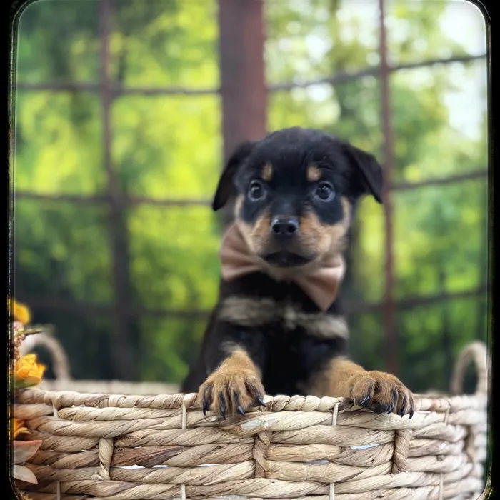 Male Rottweiler puppy named Porkchop for sale at Idaho Puppy - Twin Falls.