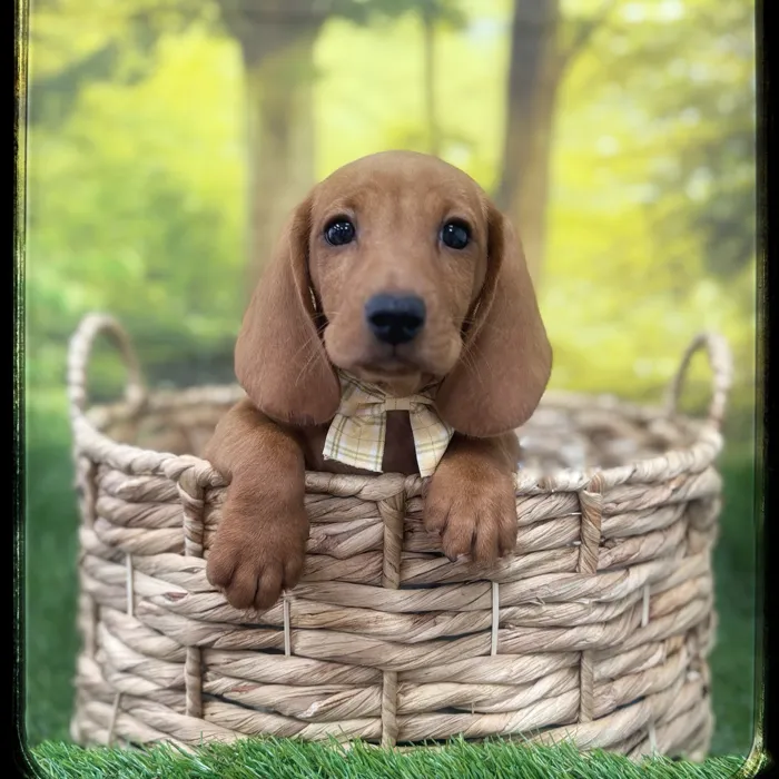 Male Dachshund puppy named Reese for sale at Idaho Puppy - Meridian.