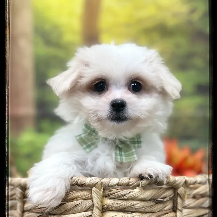 Male Malshi puppy named Flynn for sale at Idaho Puppy - Meridian.