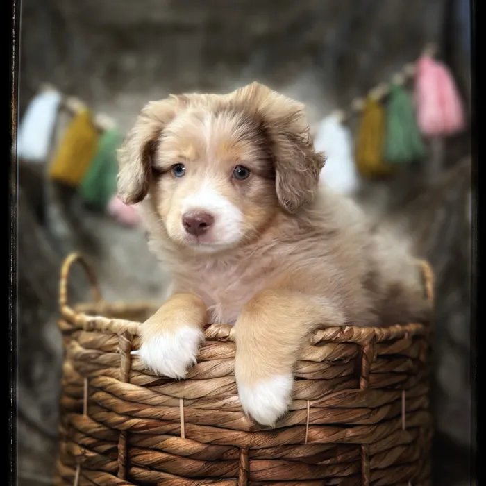 Male Australian Shepherd Toy puppy named Elliot for sale at Idaho Puppy - Coeur d'Alene.