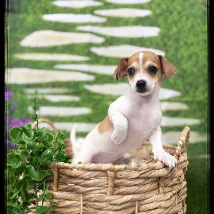 Female Chiweenie puppy named Aurora for sale at Idaho Puppy - Coeur d'Alene.