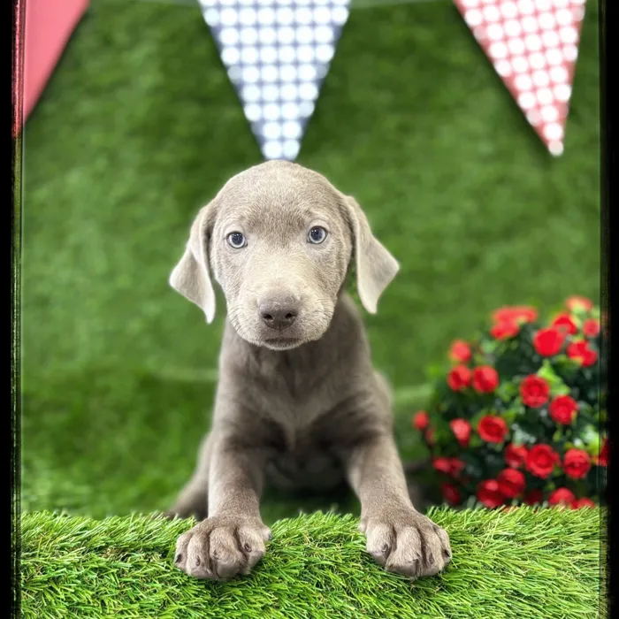 Female Labrador Retriever puppy named Dallas for sale at Idaho Puppy - Coeur d'Alene.