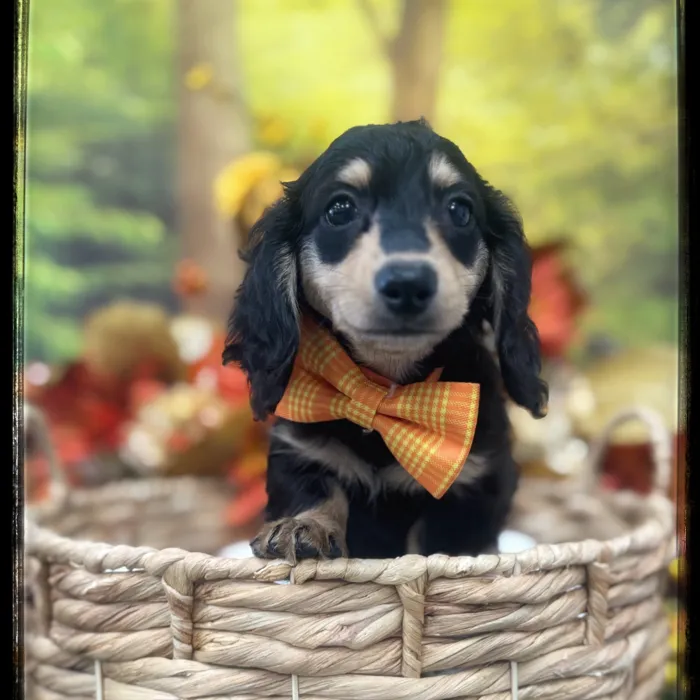 Male Mini Dachshund puppy named Ziggy for sale at Idaho Puppy - Nampa.