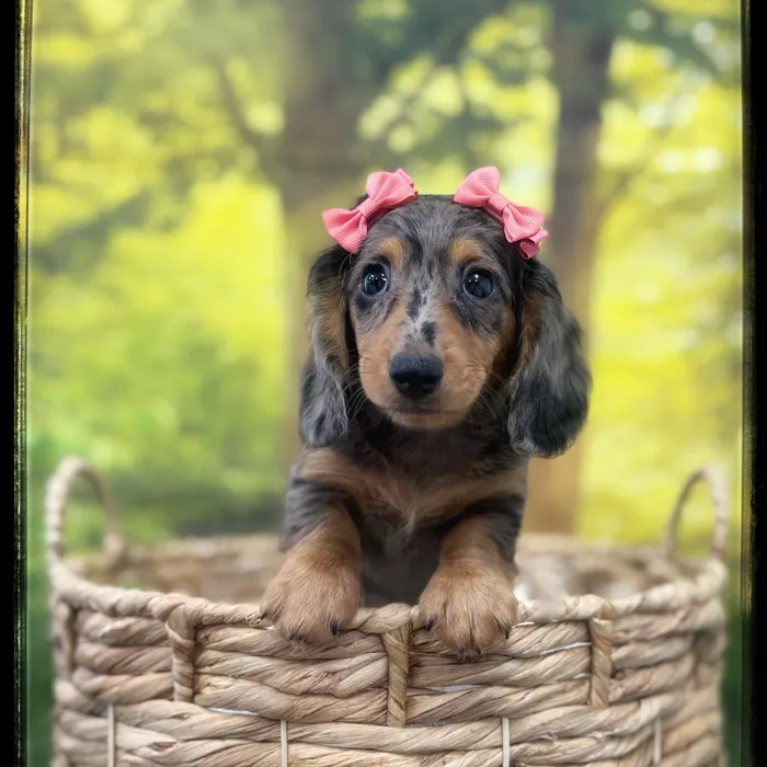 Female Dachshund puppy named Candy for sale at Idaho Puppy - Twin Falls.