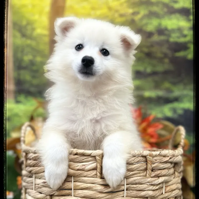 Male American Eskimo puppy named Falcon for sale at Idaho Puppy - Twin Falls.