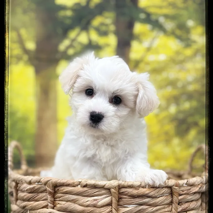 Male Teddy Bear puppy named Igor for sale at Idaho Puppy - Twin Falls.